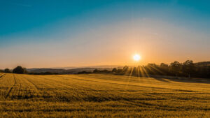 sunrise over a wheat field
