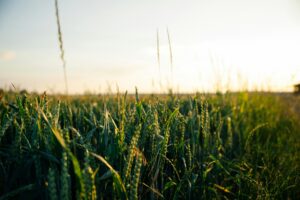 Wheatfield