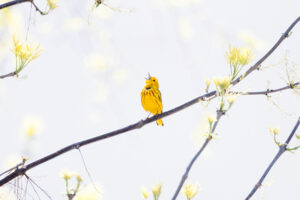 bird on a branch