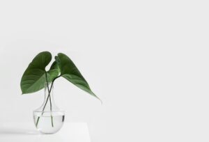 plant in a glass pot